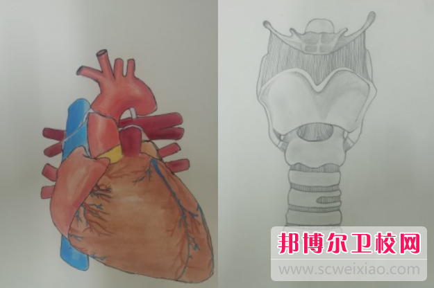 陕西2024年护理学校多少钱